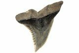 Serrated, 1.25" Fossil Shark (Hemipristis) Tooth - South Carolina - #202455-1